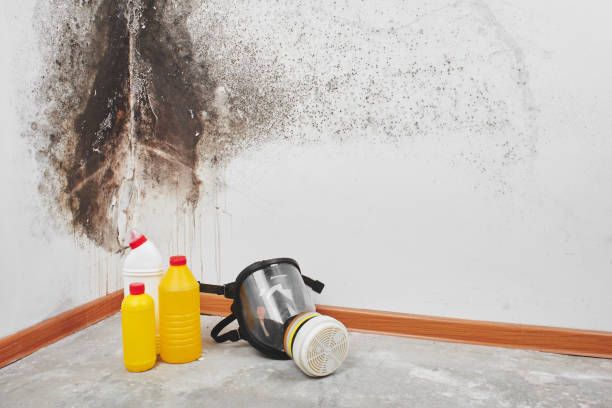 Best Professional Mold Removal  in East Mountain, TX