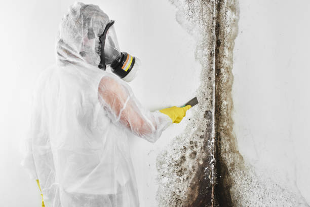 Best Residential Mold Removal  in East Mountain, TX