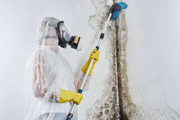 Best Mold Removal Near Me  in East Mountain, TX