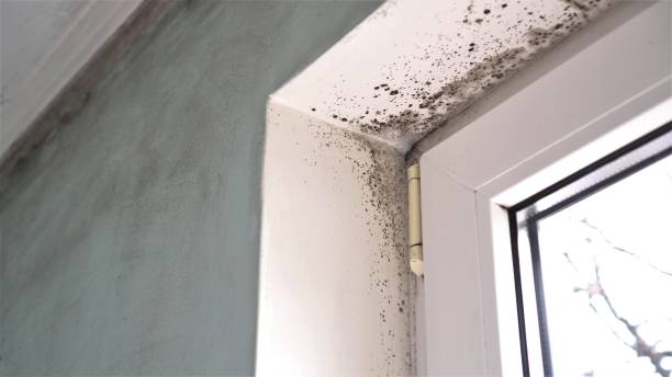 Professional Mold Removal in East Mountain, TX