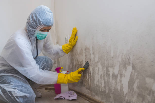 Best Mold Remediation Experts  in East Mountain, TX