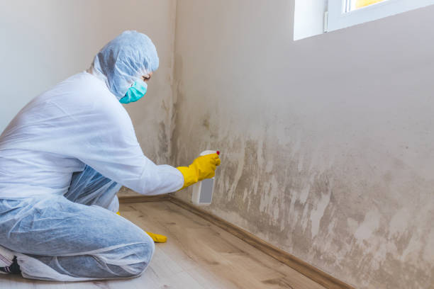 Best Best Mold Removal Companies  in East Mountain, TX