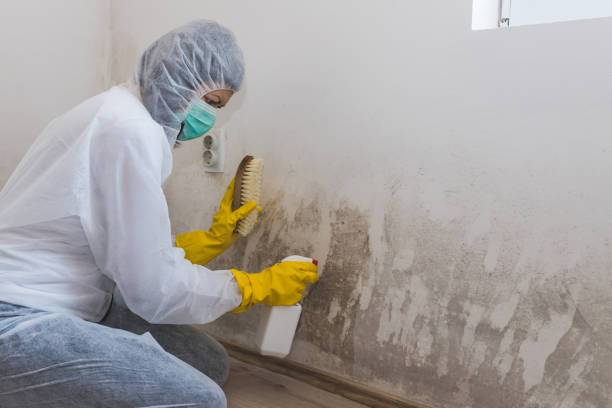 Mold Testing and Removal in East Mountain, TX