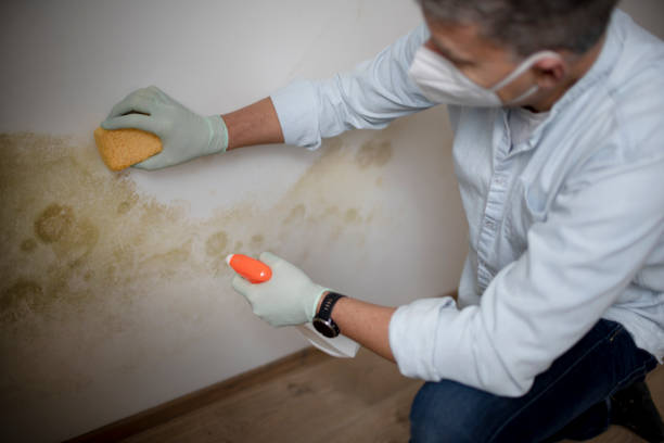 Best Mold Removal Company Near Me  in East Mountain, TX