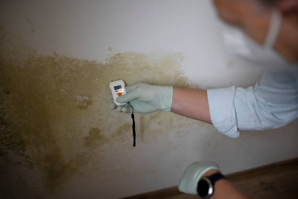 Best Home Mold Removal  in East Mountain, TX