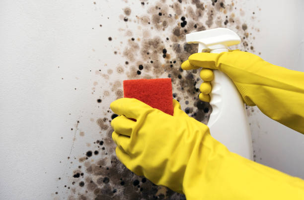 Best Emergency Mold Removal  in East Mountain, TX