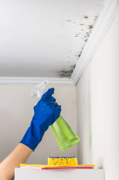 Best Toxic Mold Removal  in East Mountain, TX